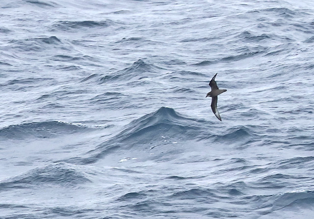 115 - MURPHY'S PETREL (04-24-2024) off-shore curry co, or -02