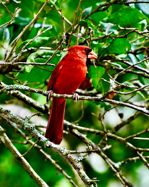 Cardinal at Leu Gardens