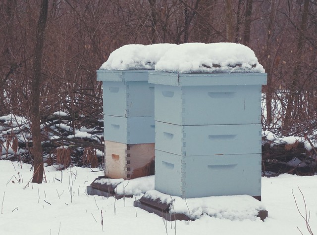Wintered Hives