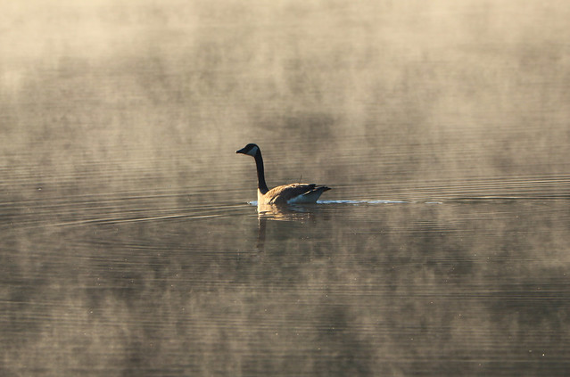 canadian goose on the pond