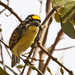 Gelbstirn-Bartvogel, Yellow-fronted Tinkerbird (Pogoniulus chrysoconus)