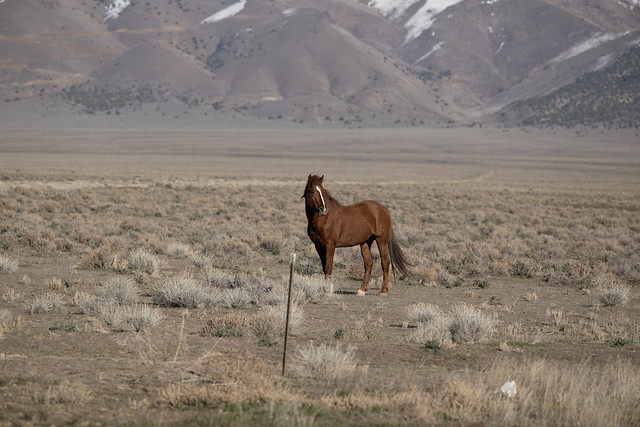 Lone Horse and Mountains