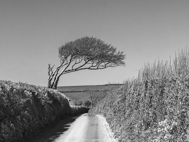 A Tree on the Way to Slapton
