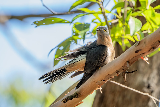 fan-tailed cuckoo