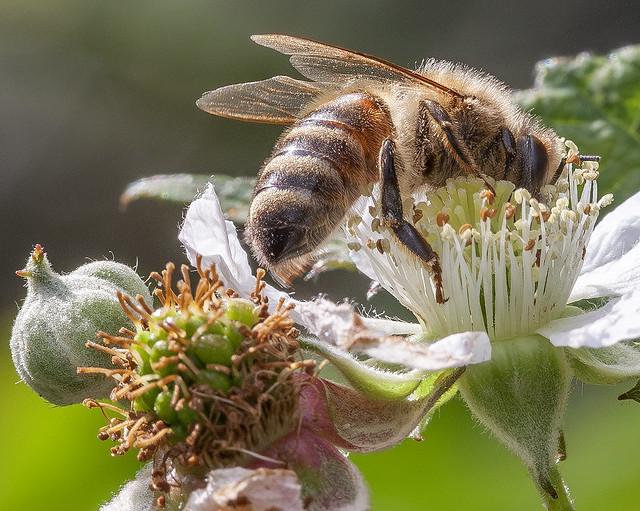 Western Honey Bee (Apis mellifera) on a Bramble Flower
