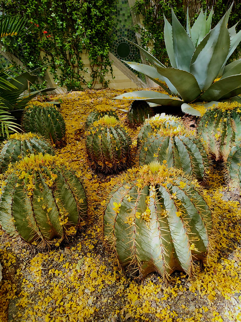 Palo Verde Flowers Cover Barrel Cactus