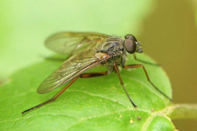 Snipe Fly (Rhagionidae) on native Mugwort