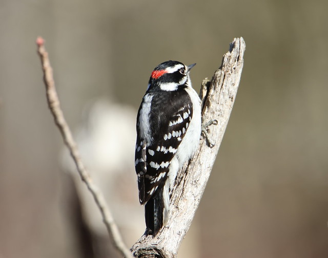 Downy Woodpecker (m)