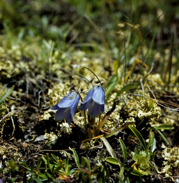 Campanula alpina JACQ. Alpen-Glockenblume Alpine Bellflower