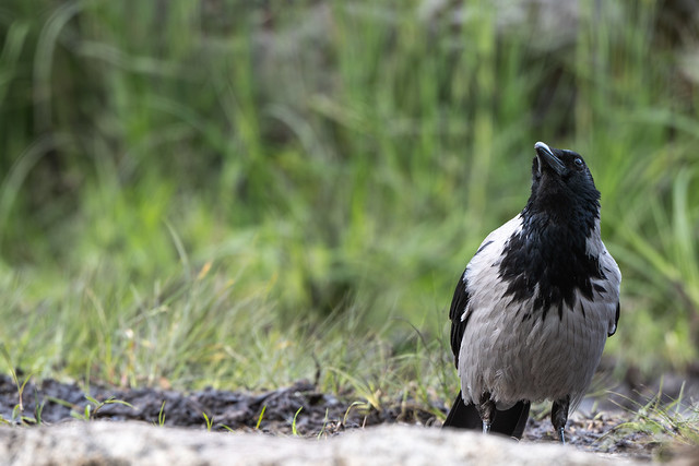 Wrona siwa | Hooded crow