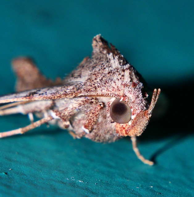 Ridged back Munster Nose Moth Hyperlopha sp aff cristifera Erebidae Noctuoidea Mandalay Rainforest Airlie Beach P1044243