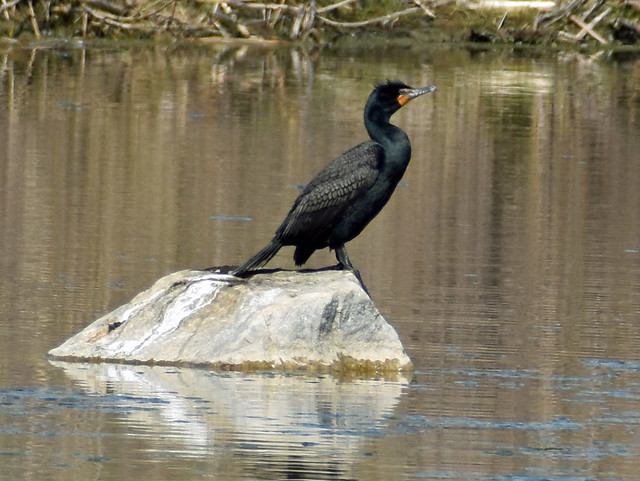 Double-crested Cormorant stakes out its territory at the pond