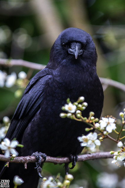 Seattle_Crow_1775