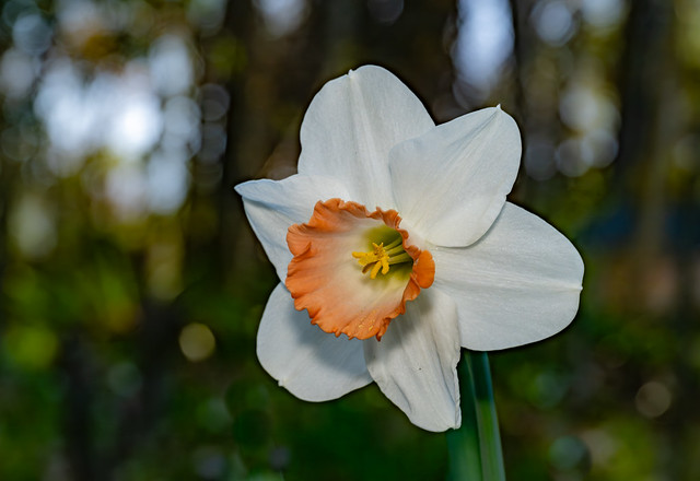 Lone daffodil