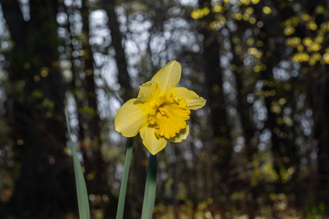 Forest daffodil