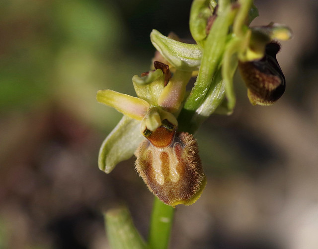 Pale variation of the Early Spider Orchid