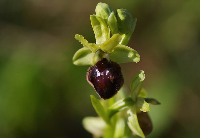Dark variation of the Early Spider Orchid covered in morning dew