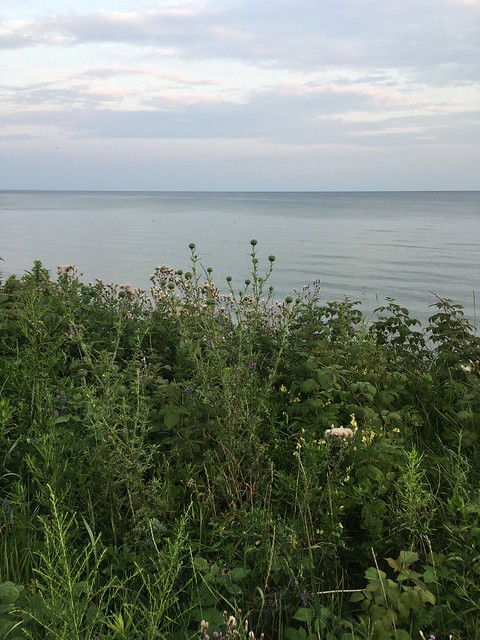 “Thistles and wildflowers at the waterfront trail on Lake Ontario , Martins photographs , Ajax , Ontario , Canada , July 22. 2021”