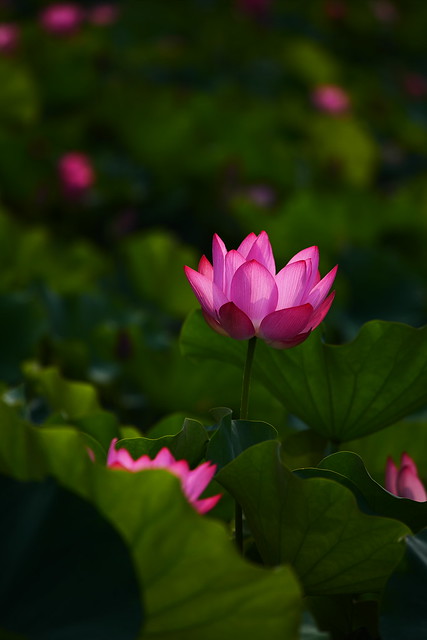 はす lotus flower