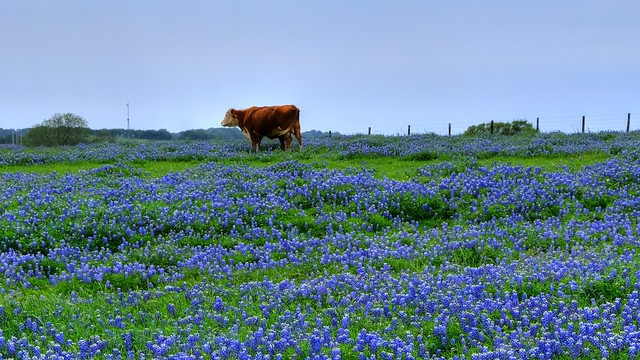 Bluebonnets outside of Brenham, Texas