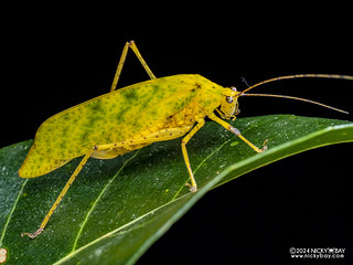 Leaf katydid (Mirollia sp.) - P3126543