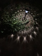 Stary yard light