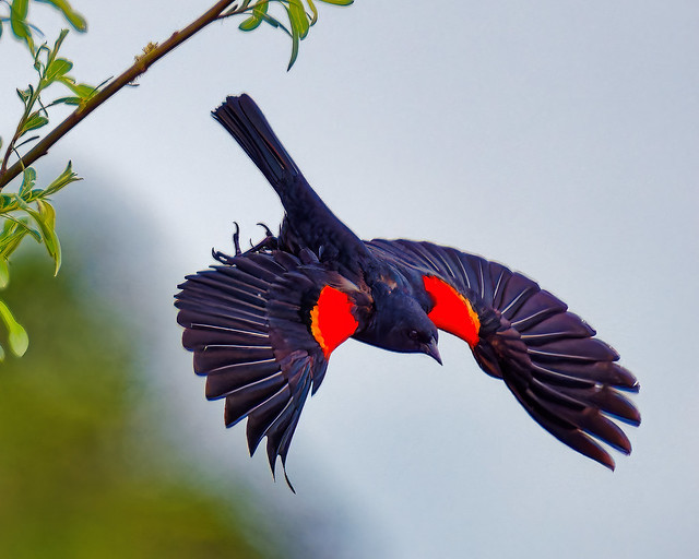 Red-winged Dive