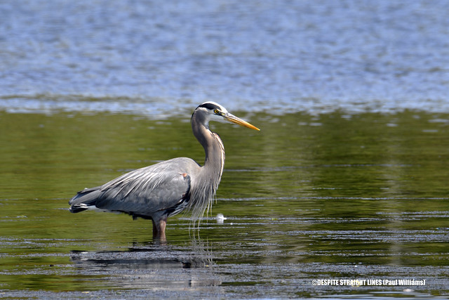 The Great Blue Heron (Ardea Herodias)  -  (Published by GETTY IMAGES)