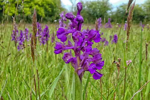 A field of Green-winged orchids