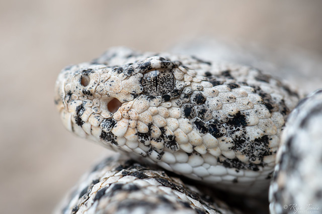 Southwestern Speckled Rattlesnake-Crotalus pyrrhus