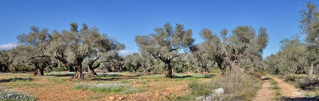 Ancient olive grove in the Maestrat region