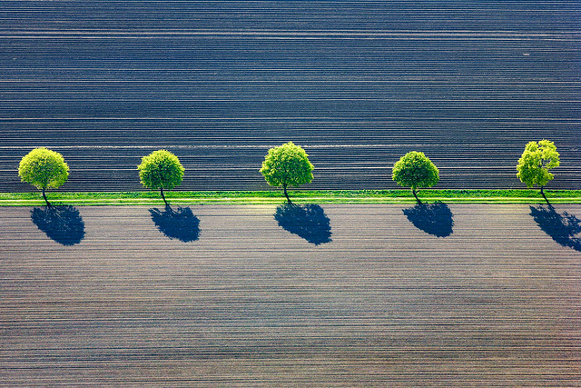 Trees In A Row - 117