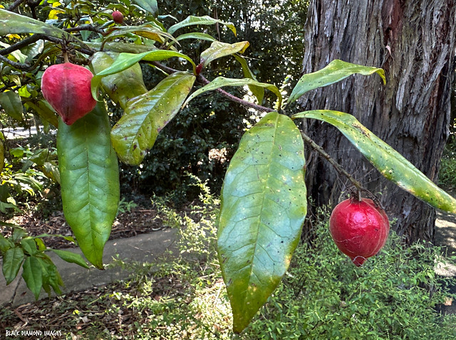 Triunia robusta  - Glossy Spice Bush