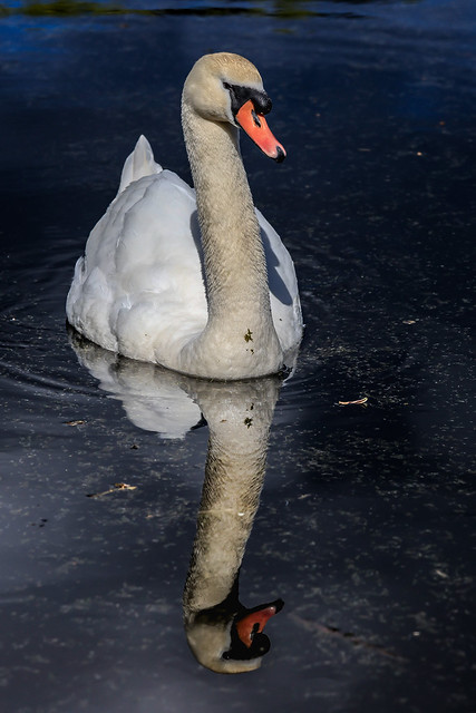 Mute swan reflection
