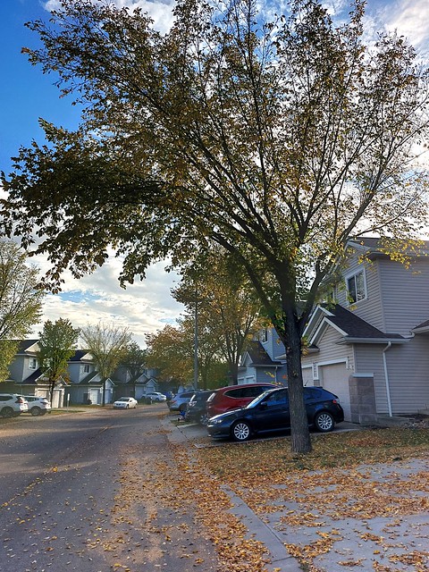 City Streets in Autumn