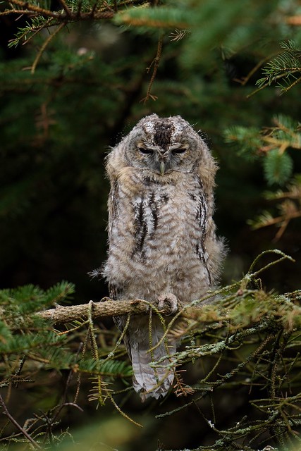 Tawny owl, juvenile