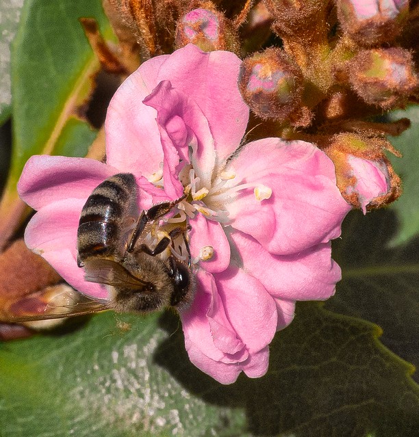 Bee in a Hawthorn Flower