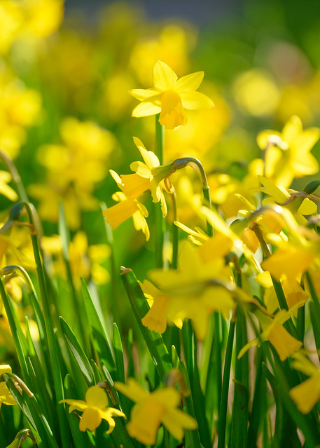 Sunshiny Days and Daffodils