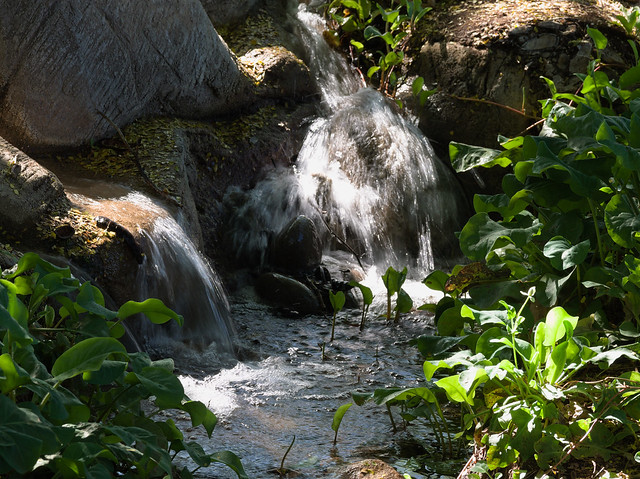 Waterfall in the shade of the riparian habitat of the Streamside Gardens at Tohono Chul, April 2024