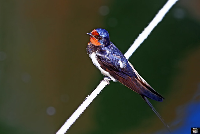 Rauchschwalbe ( Hirundo rustica ) Barn-swallow