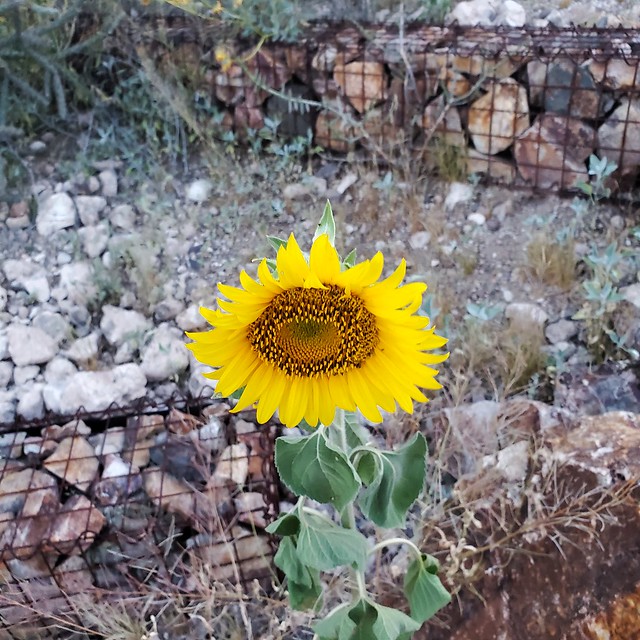 20240426 Volunteer Sunflower in the Front Yard