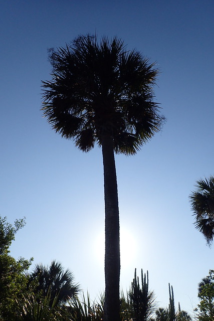 Backlit Palmetto in Hunting island State Park