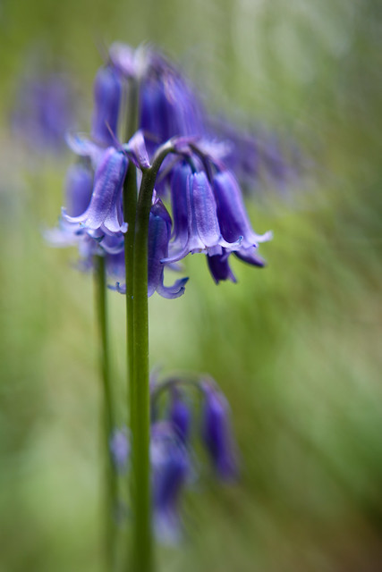 27/30: Bluebells and blur