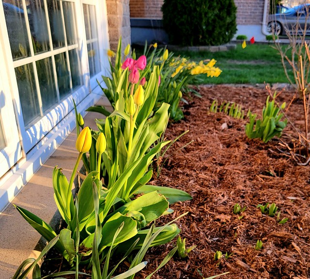 Afternoon Light Bathes Spring Tulips