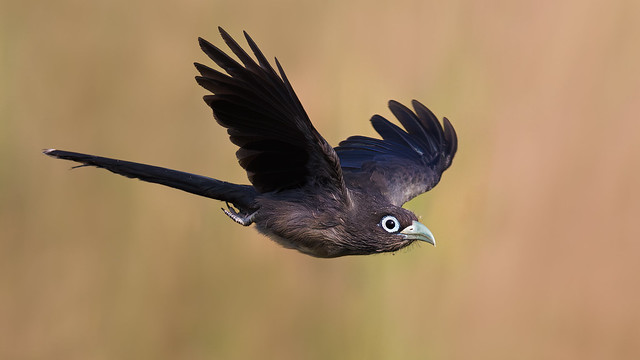 A Blue Faced Malkoha flying over paddy fields
