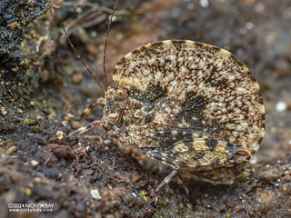 Pygmy grasshopper (Paraphyllum antennatum) - P3126066
