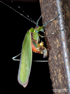 Leaf katydid (Scambophyllum sp.) - P3092525