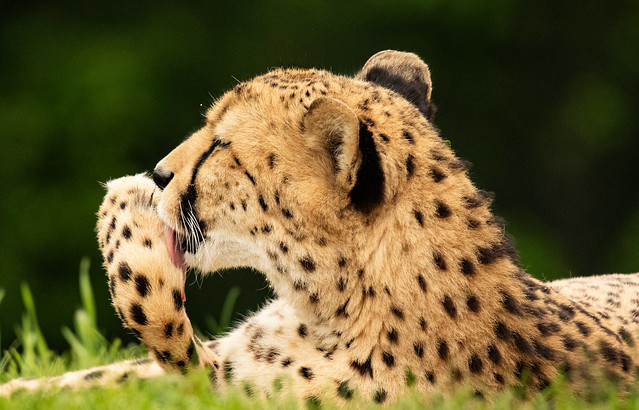 Gepard 5