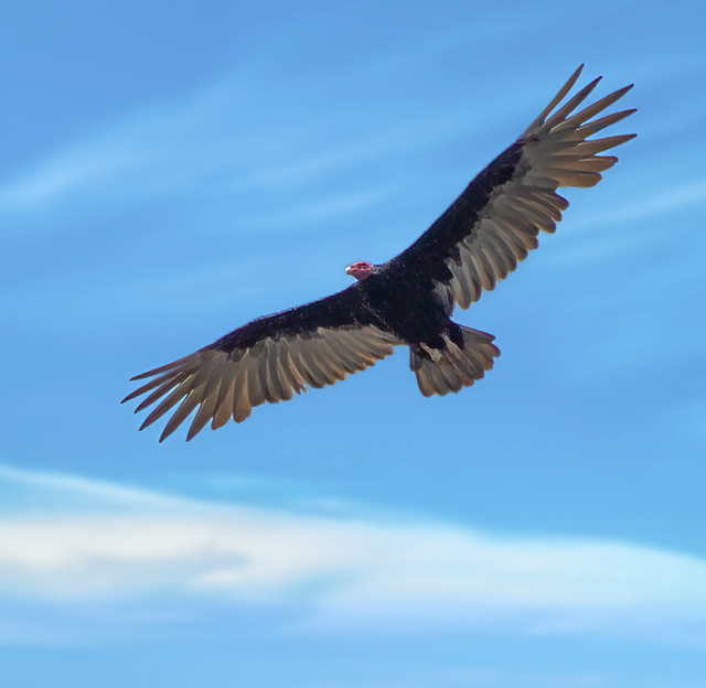 A turkey vulture in flight