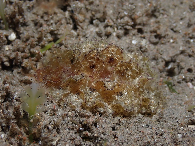 Polybranchia orientalis